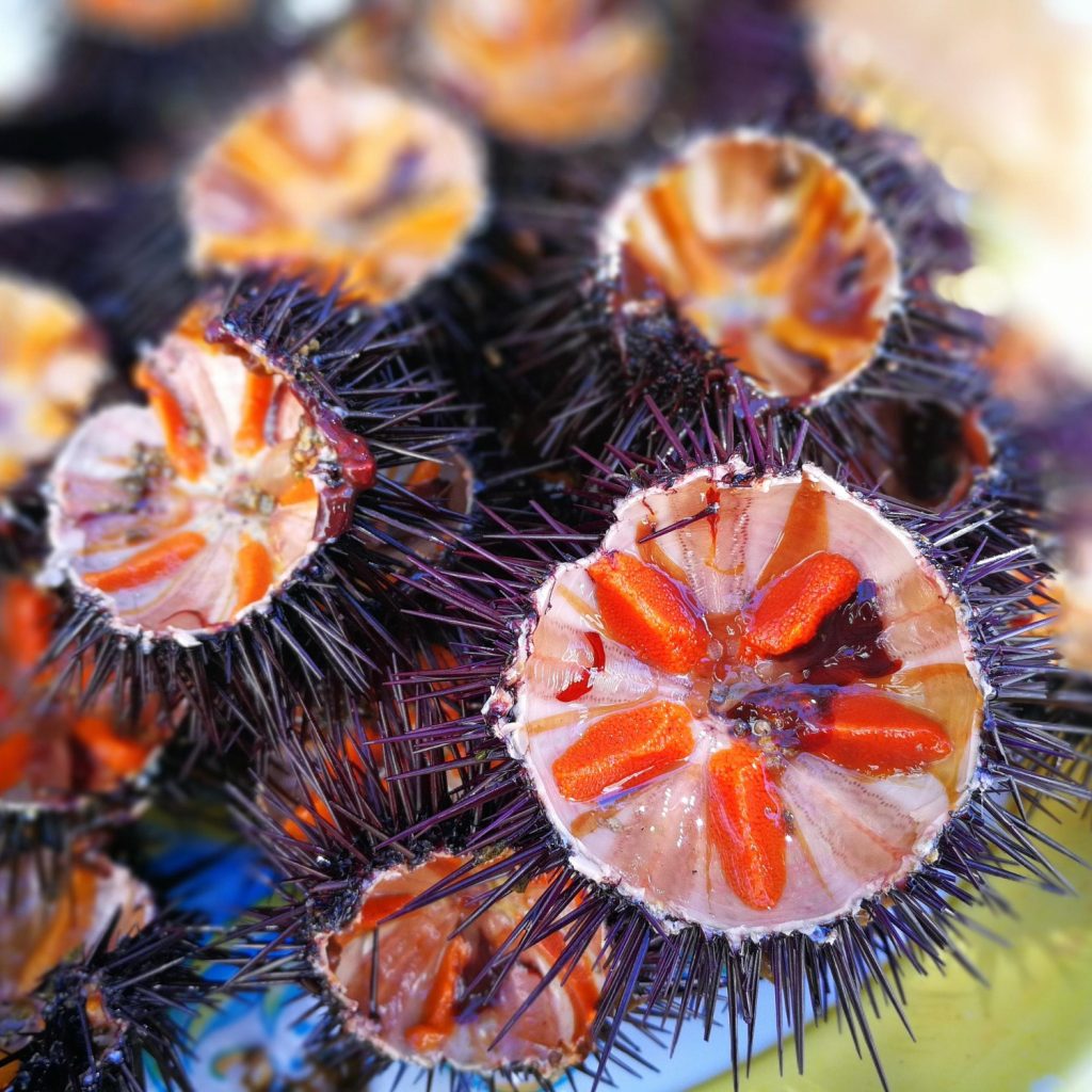 Les garoines – també conegudes com a eriçons de mar – singulars joies salades de forma esfèrica i coberta de punxes.