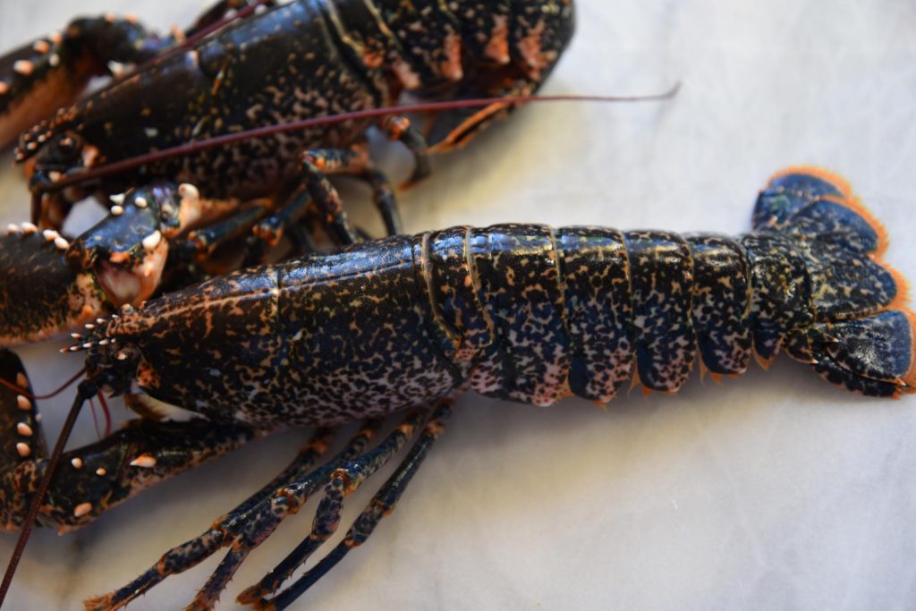 🦞✨ El llamàntol blau ha arribat fresc a Andrea. A Restaurant Andrea, a la Massana, celebrem l’arribada del llamàntol blau acabat de portar, fresc i de màxima qualitat. Un autèntic tresor del mar… cuinat com tu prefereixis. 🍽️ Et proposem diverses formes de gaudir-lo: – En arròs melós o caldós, amb tot el sabor del mar – A la menorquina, amb ceba, tomàquet i un toc d’herbes mediterrànies – A la brasa, per als amants del gust intens i fumat – A la planxa, amb oli d’oliva verge i flor de sal – O en versió tàrtar, per als paladars més refinats 📍 Vine a tastar-lo al cor d’Andorra, a la Massana, i deixa’t seduir per la cuina de temporada amb producte fresc i tracte exquisit. 📞 Ja pots reservar taula i escollir com vols que et cuinem el llamàntol. A Andrea, el mar es posa al plat amb elegància.