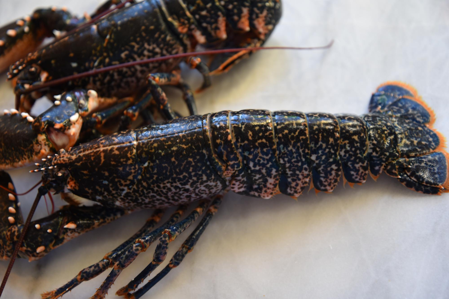 🦞✨ El llamàntol blau ha arribat fresc a Andrea. A Restaurant Andrea, a la Massana, celebrem l’arribada del llamàntol blau acabat de portar, fresc i de màxima qualitat. Un autèntic tresor del mar… cuinat com tu prefereixis. 🍽️ Et proposem diverses formes de gaudir-lo: – En arròs melós o caldós, amb tot el sabor del mar – A la menorquina, amb ceba, tomàquet i un toc d’herbes mediterrànies – A la brasa, per als amants del gust intens i fumat – A la planxa, amb oli d’oliva verge i flor de sal – O en versió tàrtar, per als paladars més refinats 📍 Vine a tastar-lo al cor d’Andorra, a la Massana, i deixa’t seduir per la cuina de temporada amb producte fresc i tracte exquisit. 📞 Ja pots reservar taula i escollir com vols que et cuinem el llamàntol. A Andrea, el mar es posa al plat amb elegància.