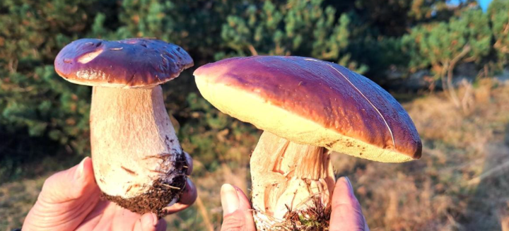 Restaurant ANDREA A LA MASSANA 🍄✨ Sabors de tardor amb essència gurmet Al Restaurant Andrea et convidem a gaudir d’un plat que combina tradició i alta gastronomia de tardor: Ceps frescos sobre una base cremosa de parmentier, coronats amb pernil ibèric de gla fumat.👉 Un contrast perfecte entre la suavitat de la trumfa d’Andorra, la intensitat dels ceps i el toc únic del pernil ibèric, que converteix cada mos en una experiència gastronòmica inoblidable. 📍 Vine a La Massana i descobreix per què la nostra cuina és sinònim de passió i autenticitat. #RestaurantAndrea #LaMassana #AndorraGastronòmica #Ceps #Parmentier #pernillberic #SaborsDeTardor #FoodieAndorra #ExperiènciaGurmet